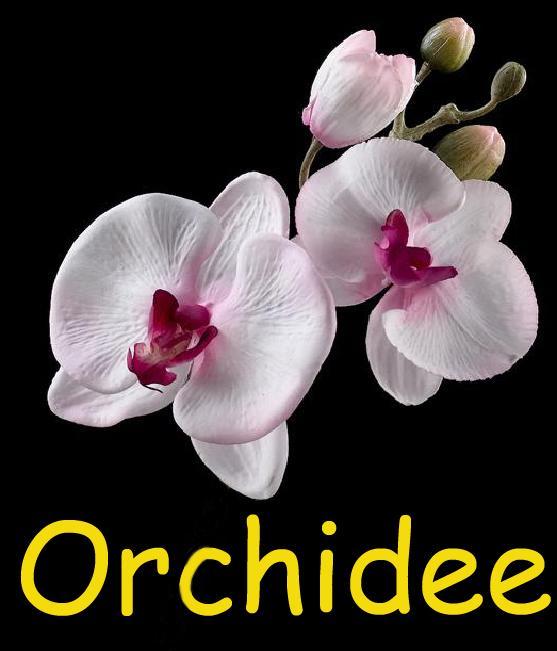 Orchidee Apartamento Comines-Warneton Exterior foto